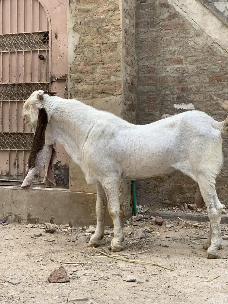 mangal khan bugti breed 28 inch kano me — photo 7