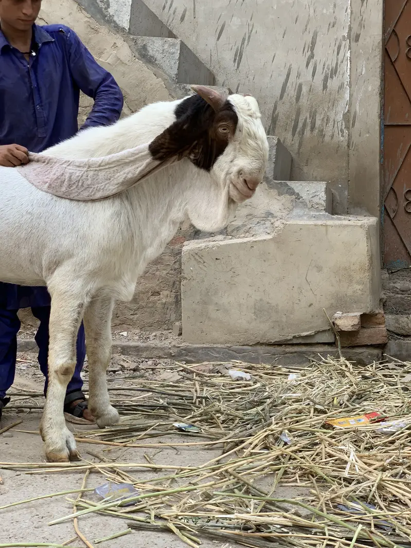 mangal khan bugti breed 28 inch kano me — photo 8