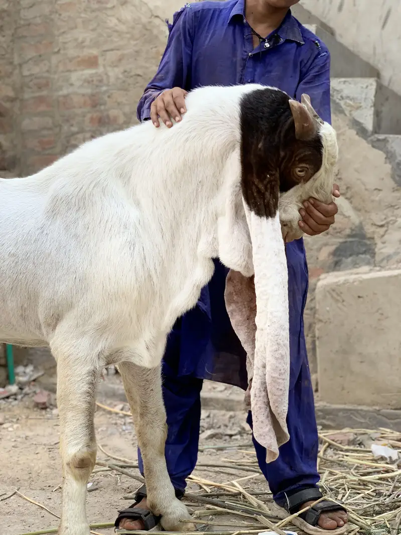 mangal khan bugti breed 28 inch kano me — photo 9
