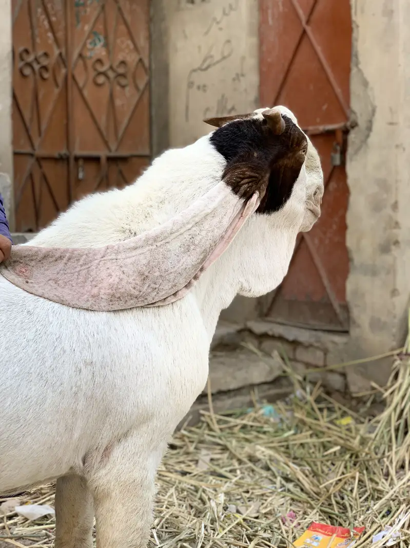 mangal khan bugti breed 28 inch kano me — photo 10