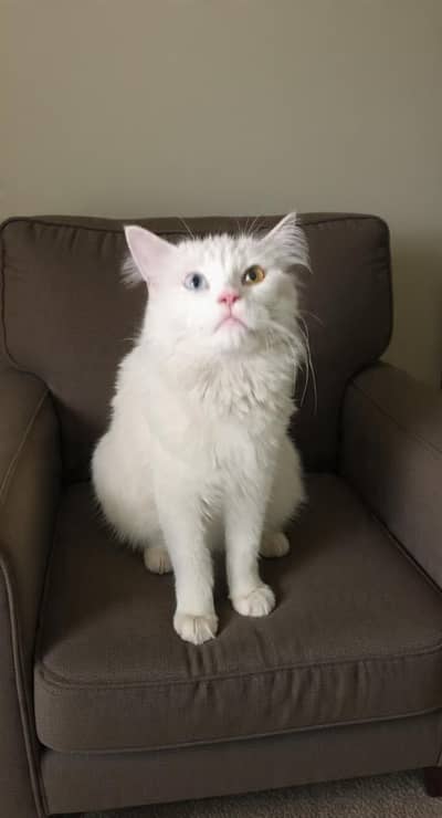 odd ayes female cat for paid adoption in lahore