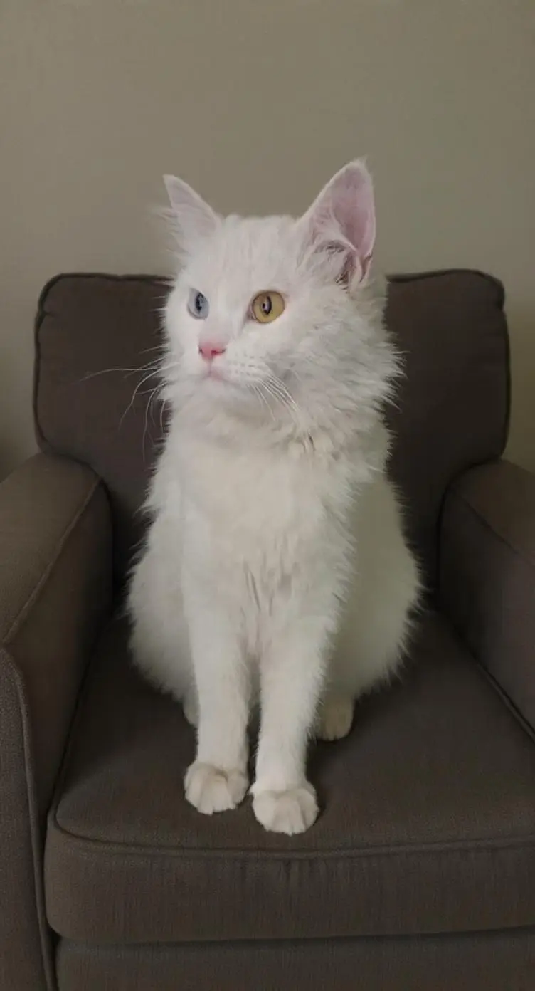 odd ayes female cat for paid adoption in lahore — photo 4