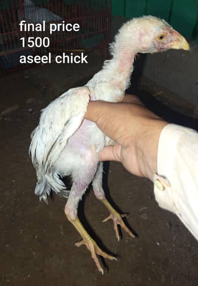 1 murga or 3 chicks wattsapp no:+92 03099829363