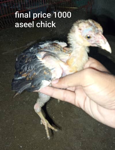 1 chicks wattsapp no:+92 03099829363