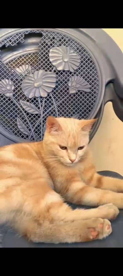 Russian female cat