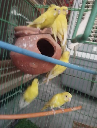 Budgies Health pairs All Red eyes