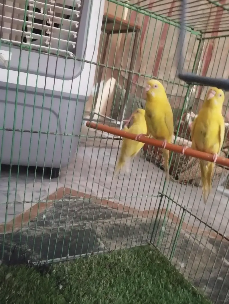 Budgies Health pairs All Red eyes — photo 2