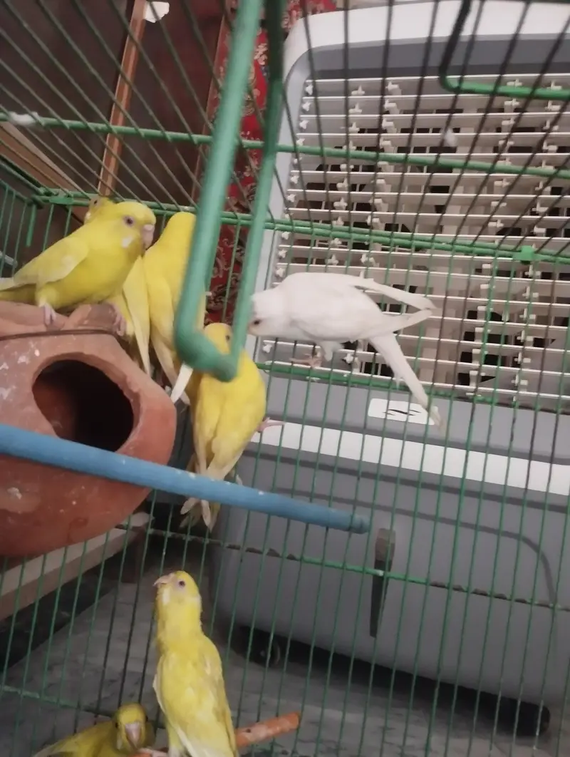 Budgies Health pairs All Red eyes — photo 3