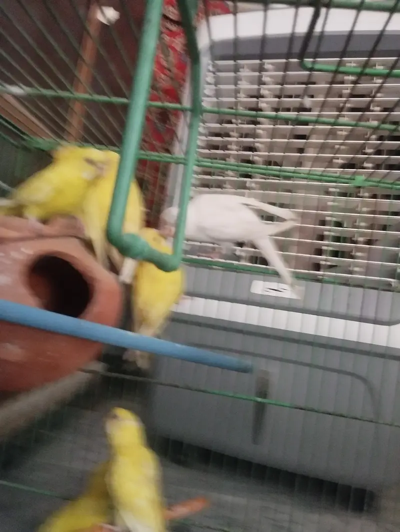 Budgies Health pairs All Red eyes — photo 4