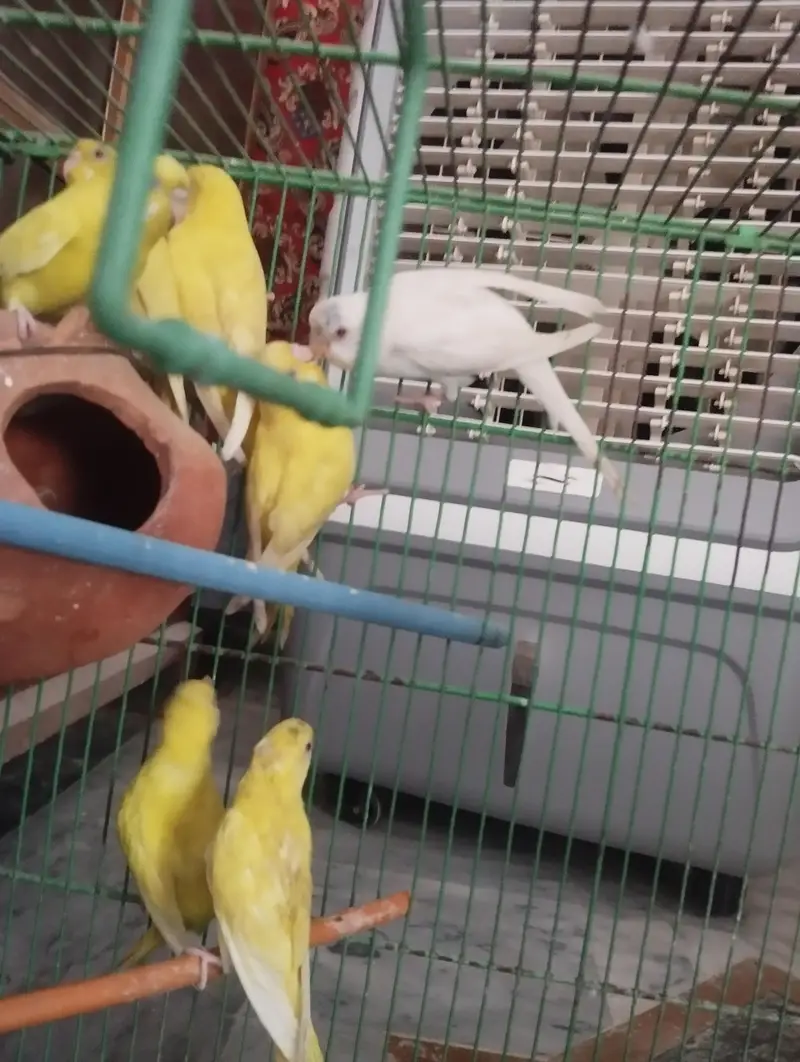 Budgies Health pairs All Red eyes — photo 5