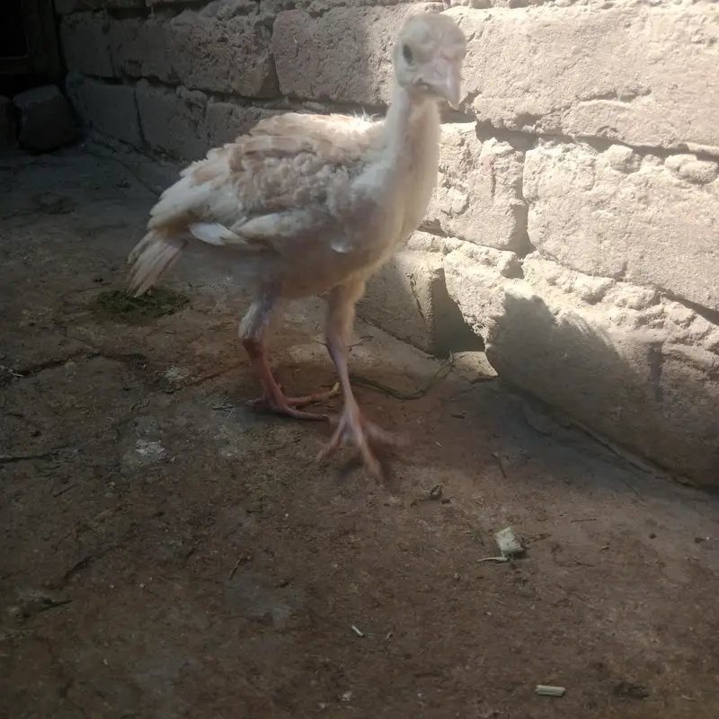 Healthy and pide Turkey bird chicks are available.