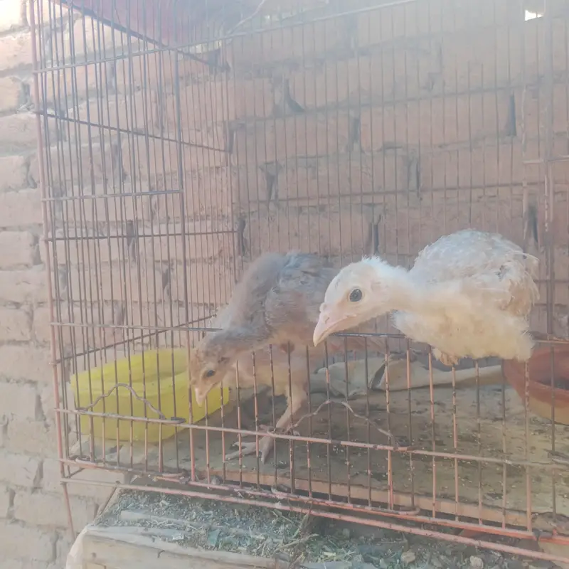 Healthy and pide Turkey bird chicks are available. — photo 2