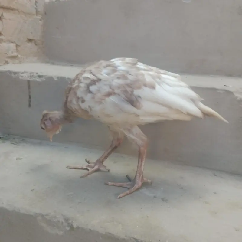 Healthy and pide Turkey bird chicks are available. — photo 3