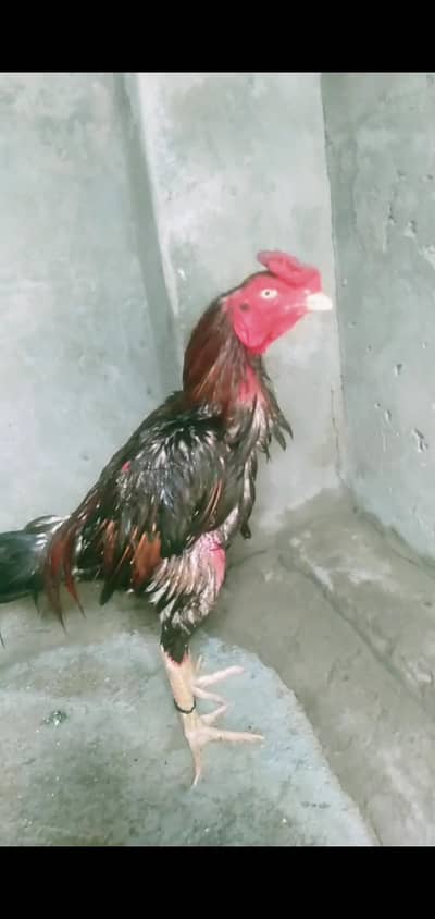 hint cross patha 4sale