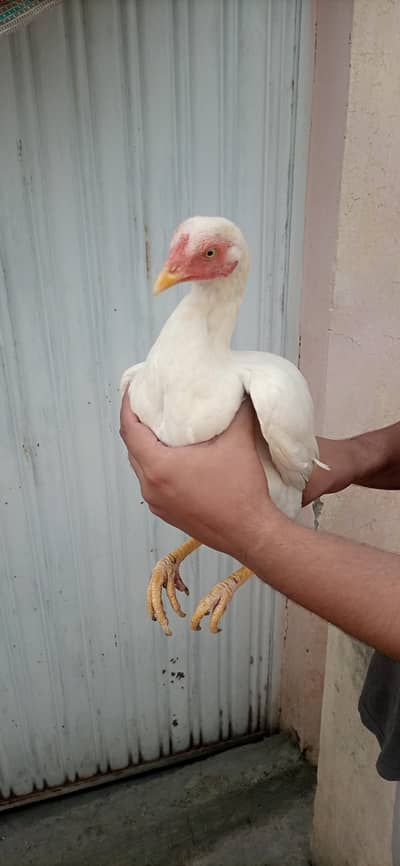 2 aseel murgian. 3000 ki 1 murgi ha