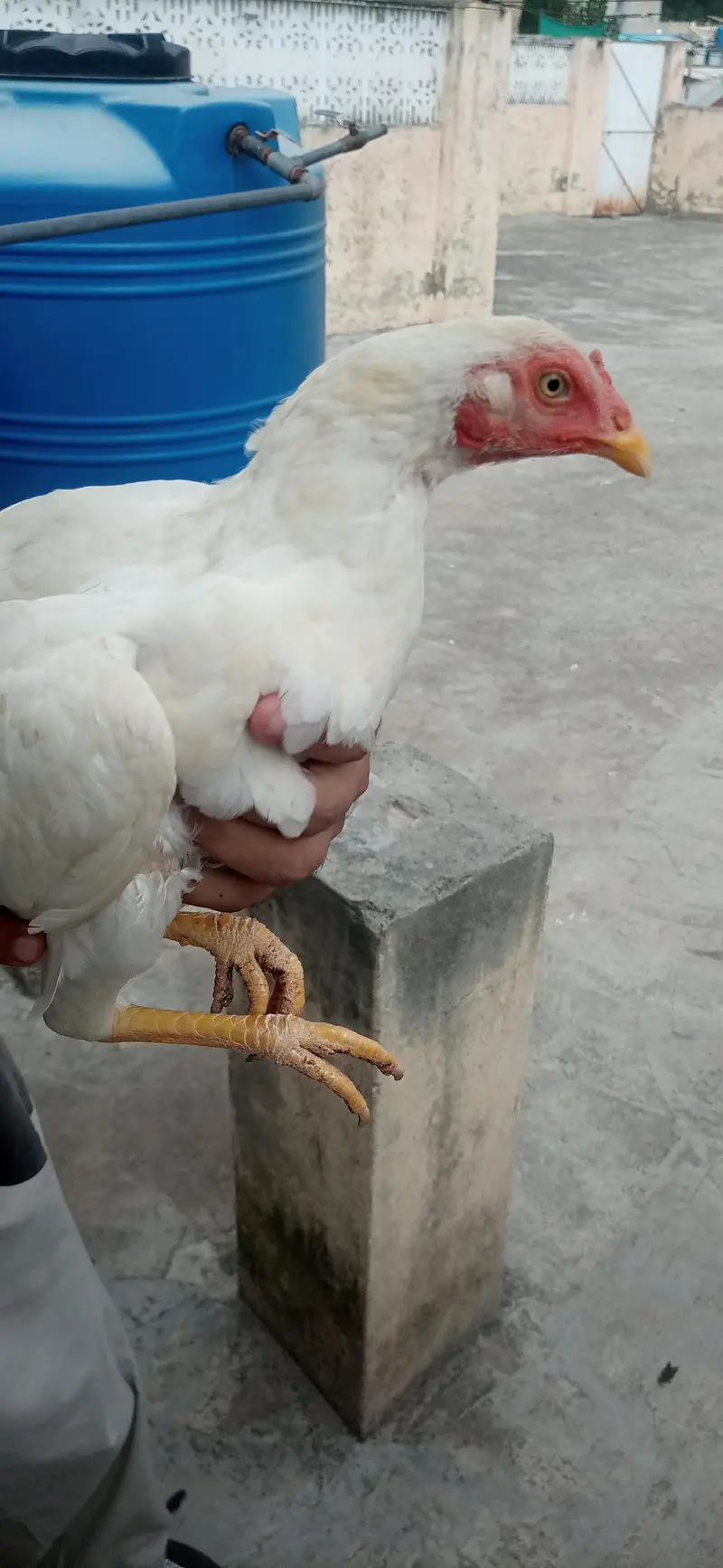 2 aseel murgian. 3000 ki 1 murgi ha — photo 2