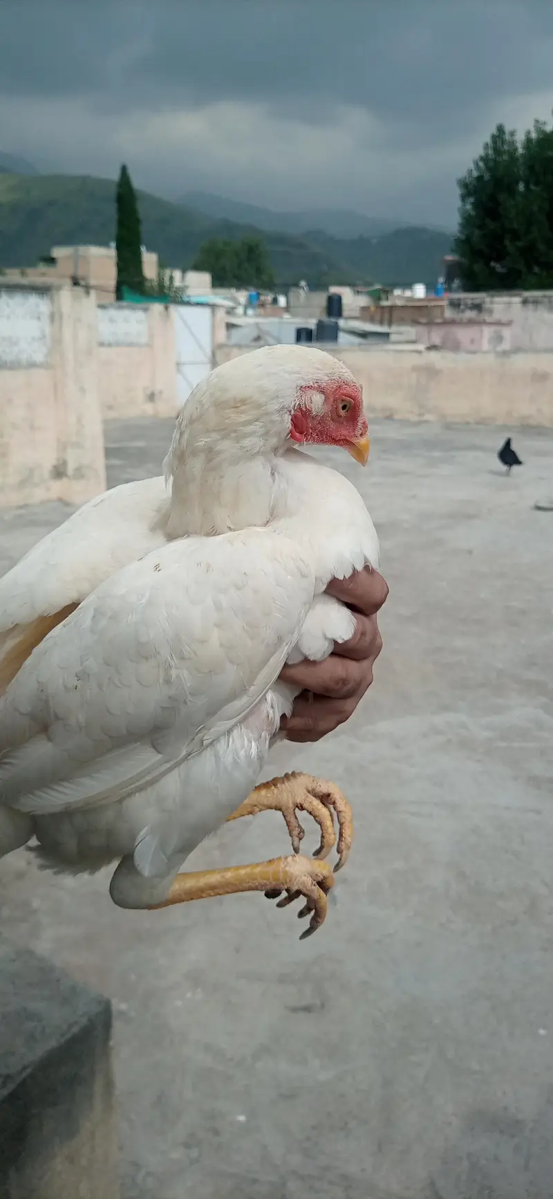 2 aseel murgian. 3000 ki 1 murgi ha — photo 3