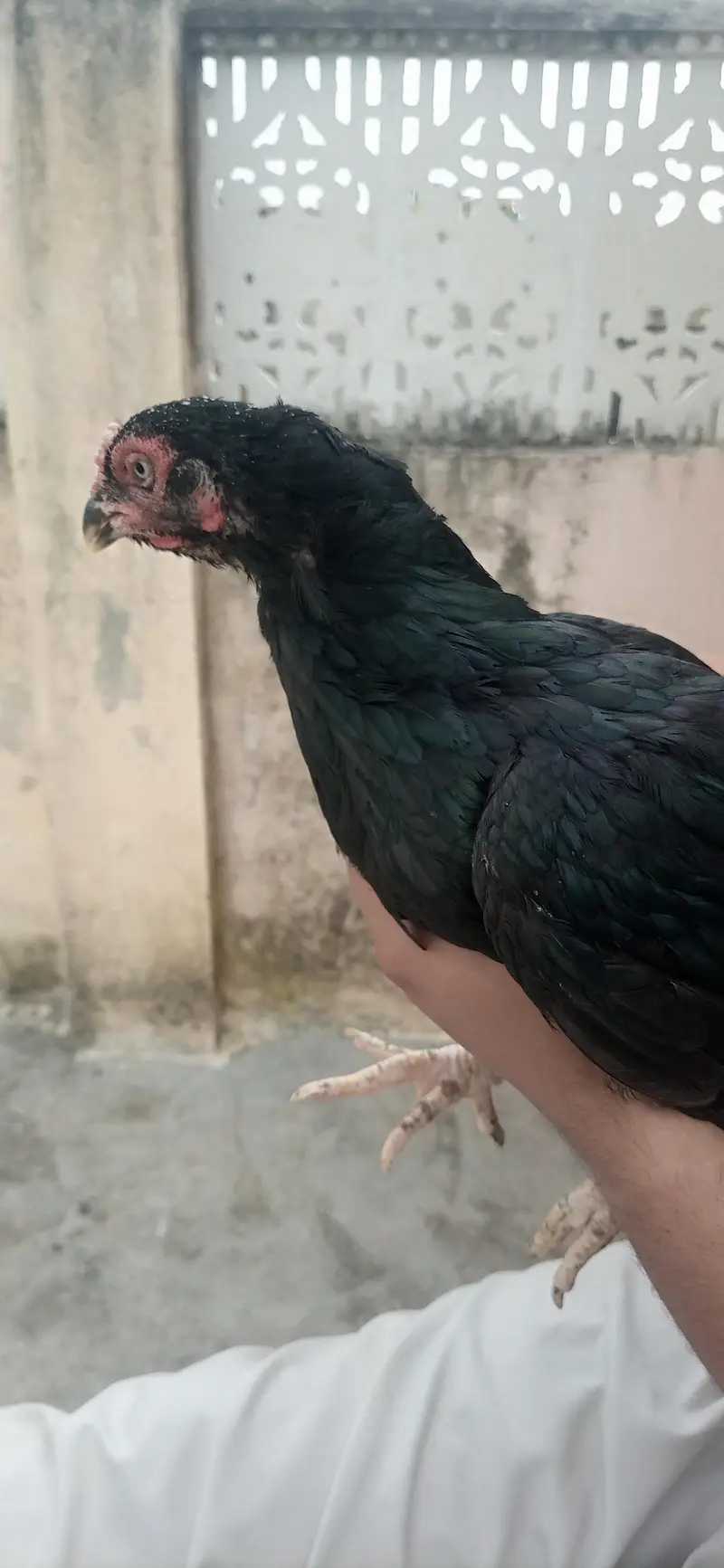 2 aseel murgian. 3000 ki 1 murgi ha — photo 4