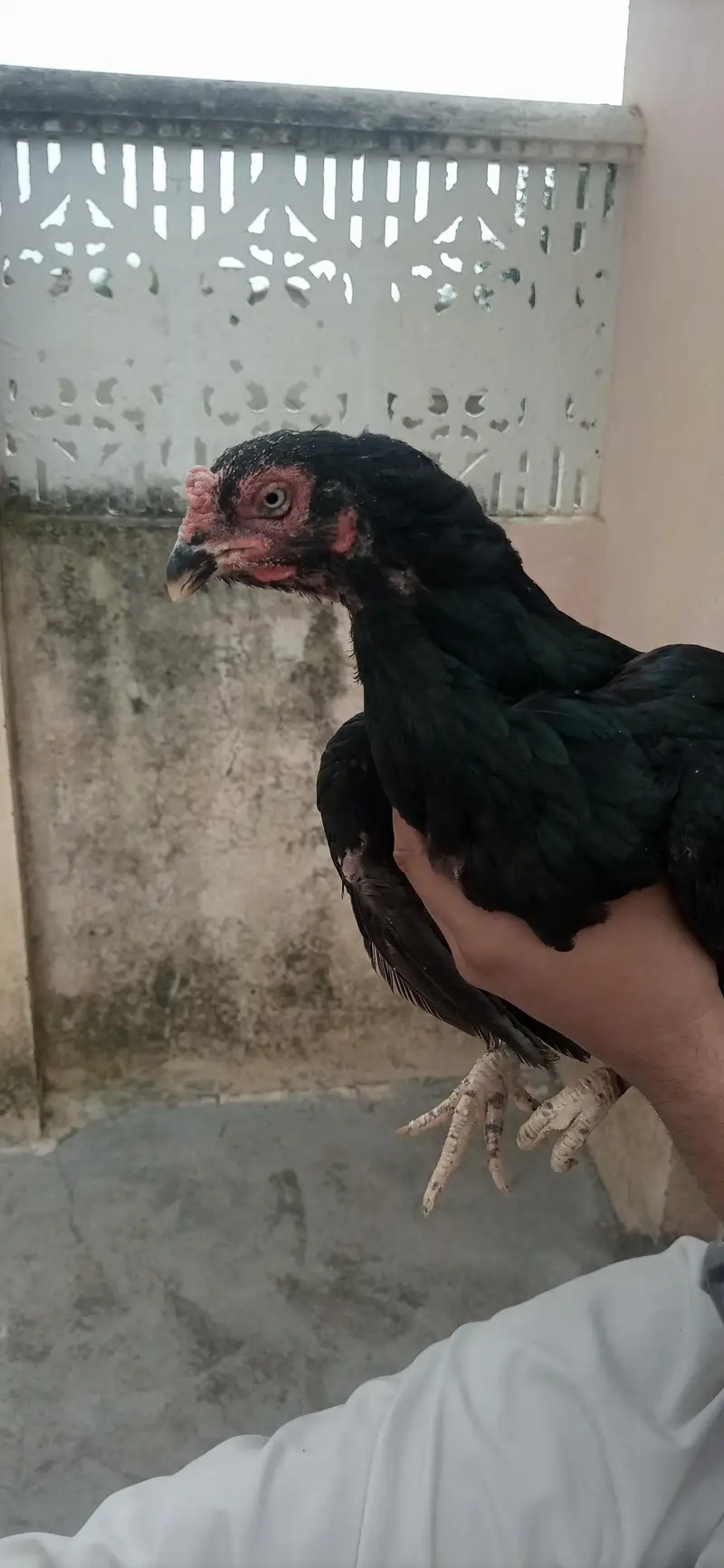 2 aseel murgian. 3000 ki 1 murgi ha — photo 8