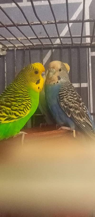 breeder pair available for sale price 1200