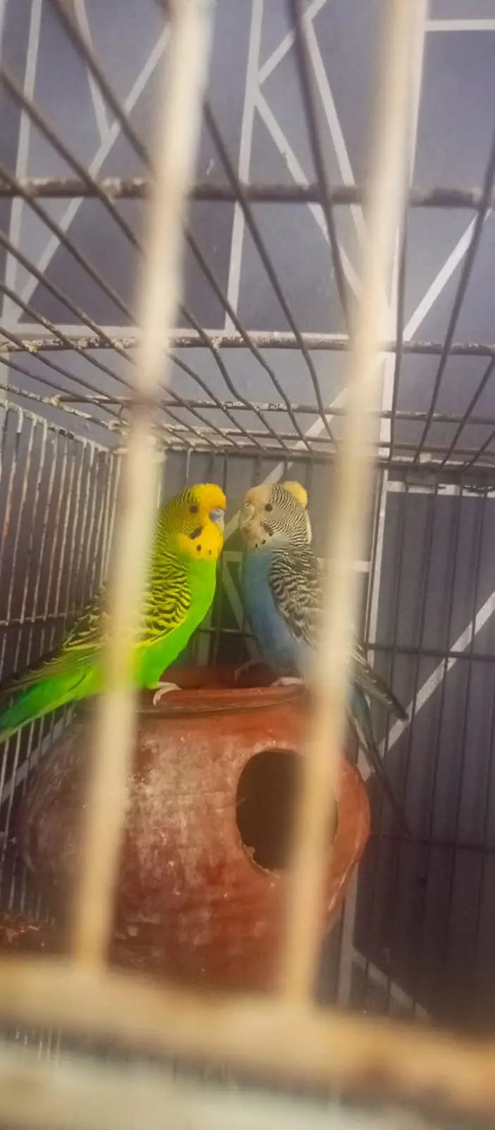 breeder pair available for sale price 1200 — photo 2