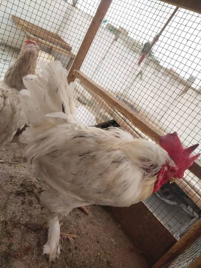 Desi misri murghy murghiyan egg laying