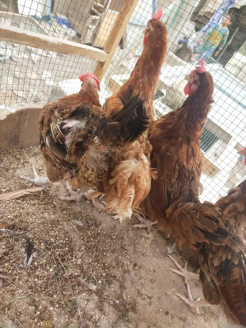Desi misri murghy murghiyan egg laying — photo 2