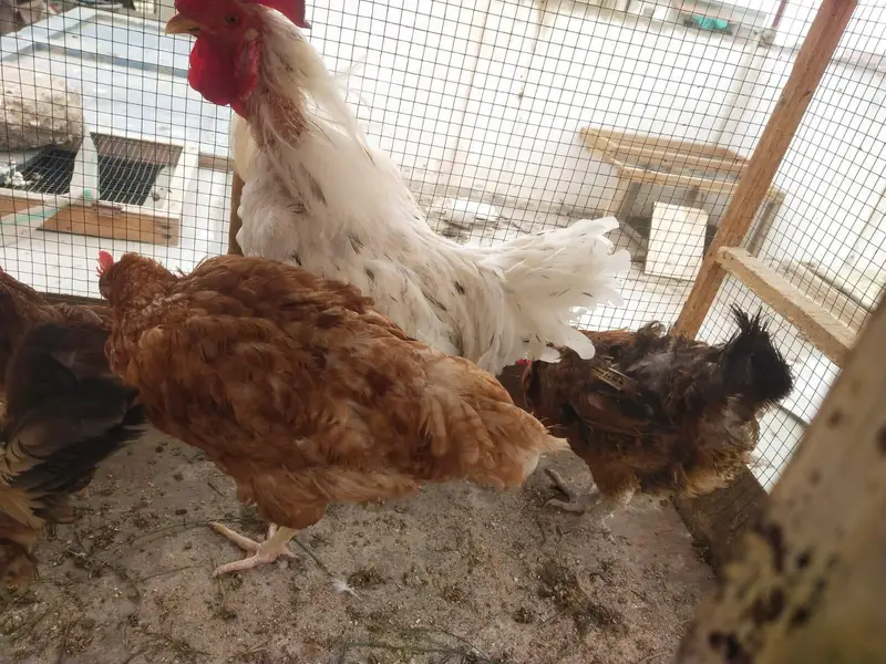 Desi misri murghy murghiyan egg laying — photo 3