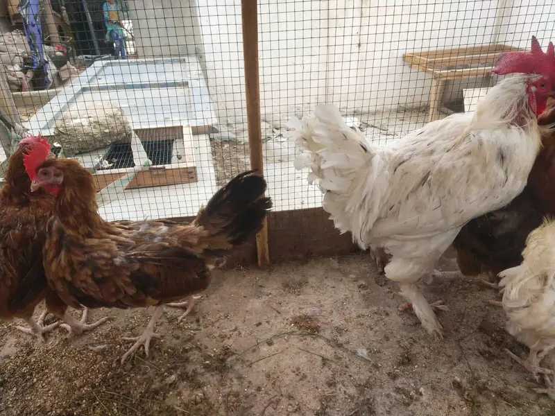 Desi misri murghy murghiyan egg laying — photo 4