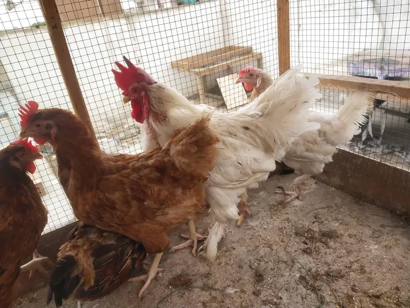 Desi misri murghy murghiyan egg laying — photo 5