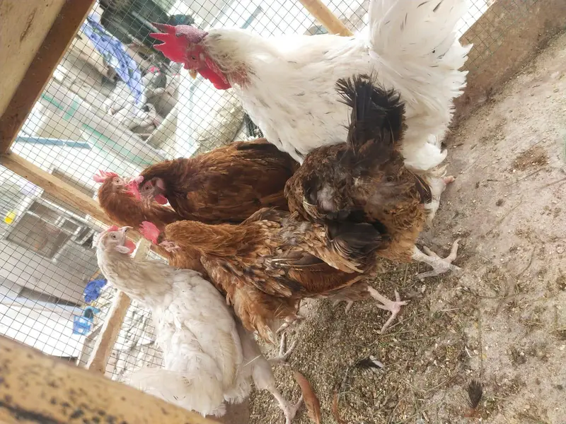 Desi misri murghy murghiyan egg laying — photo 6