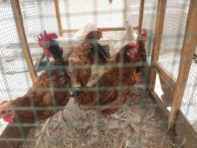 Desi misri murghy murghiyan egg laying — photo 7