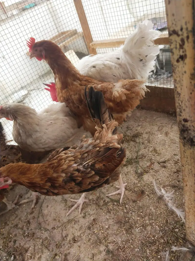 Desi misri murghy murghiyan egg laying — photo 8