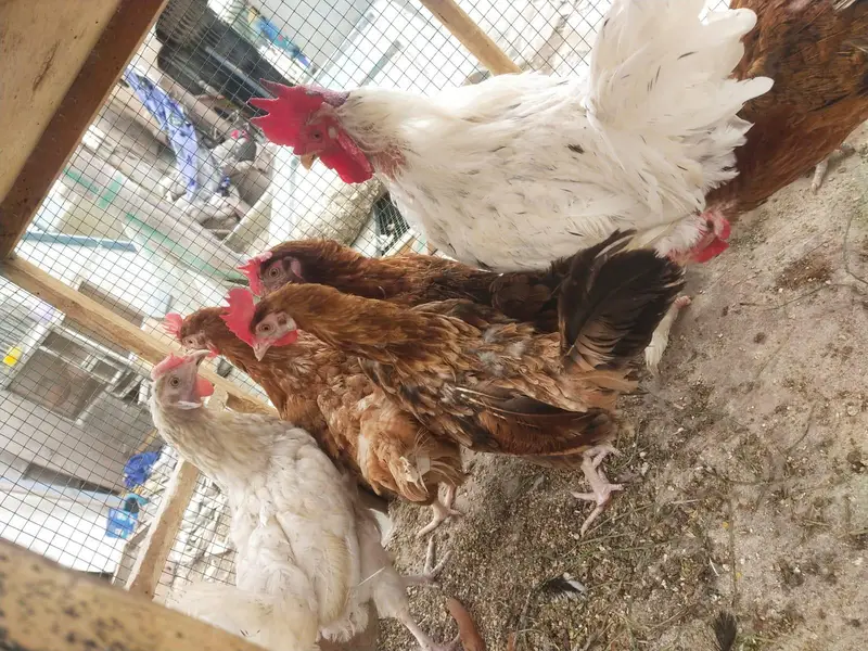 Desi misri murghy murghiyan egg laying — photo 9