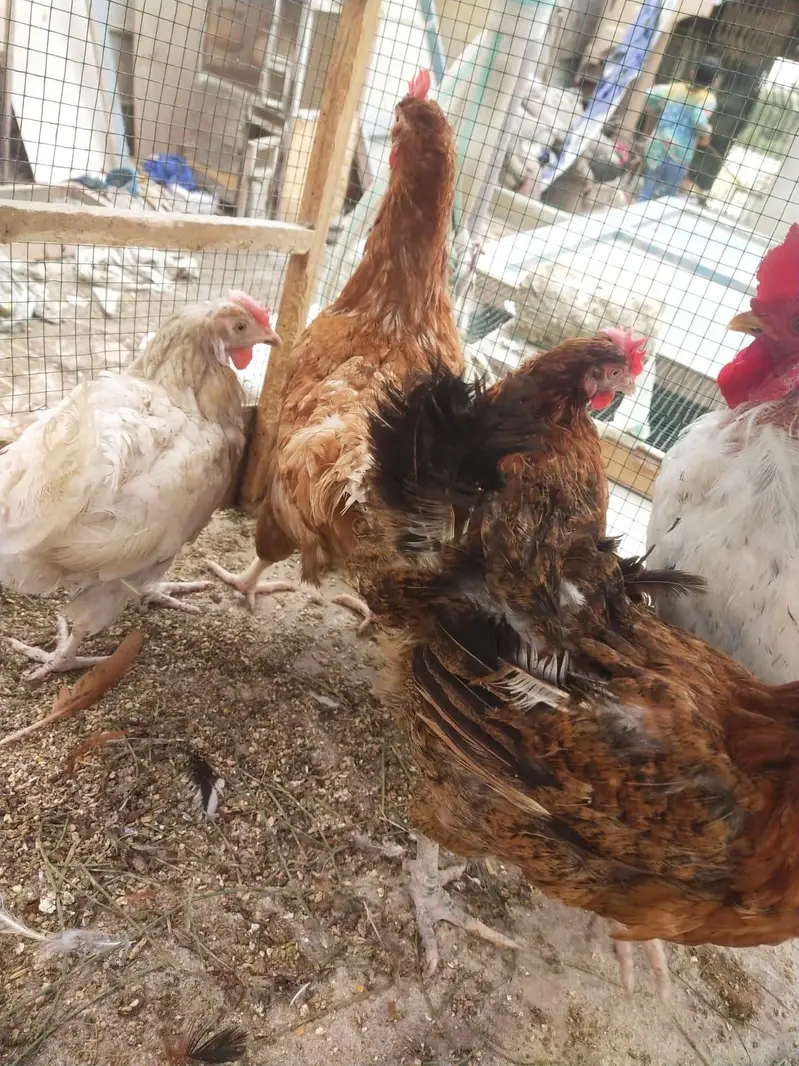 Desi misri murghy murghiyan egg laying — photo 10