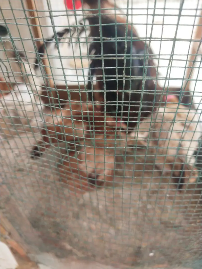 Desi misri murghy murghiyan egg laying — photo 11
