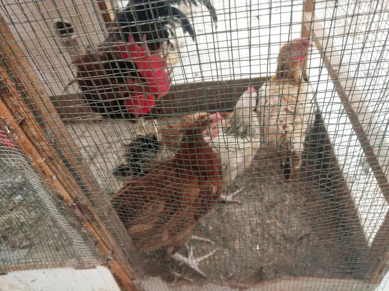 Desi misri murghy murghiyan egg laying — photo 12