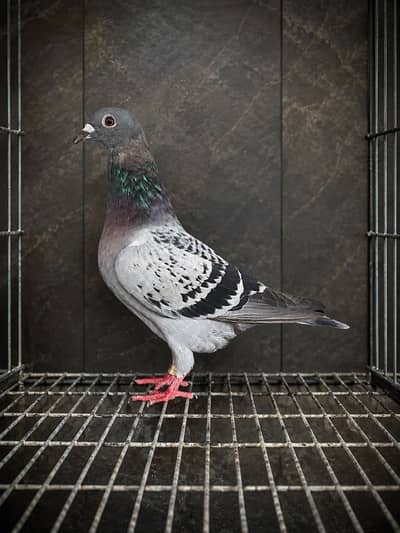 qasid pigeons pedigree imported  3 females