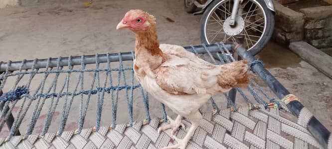 Healthy aseel hen for sale