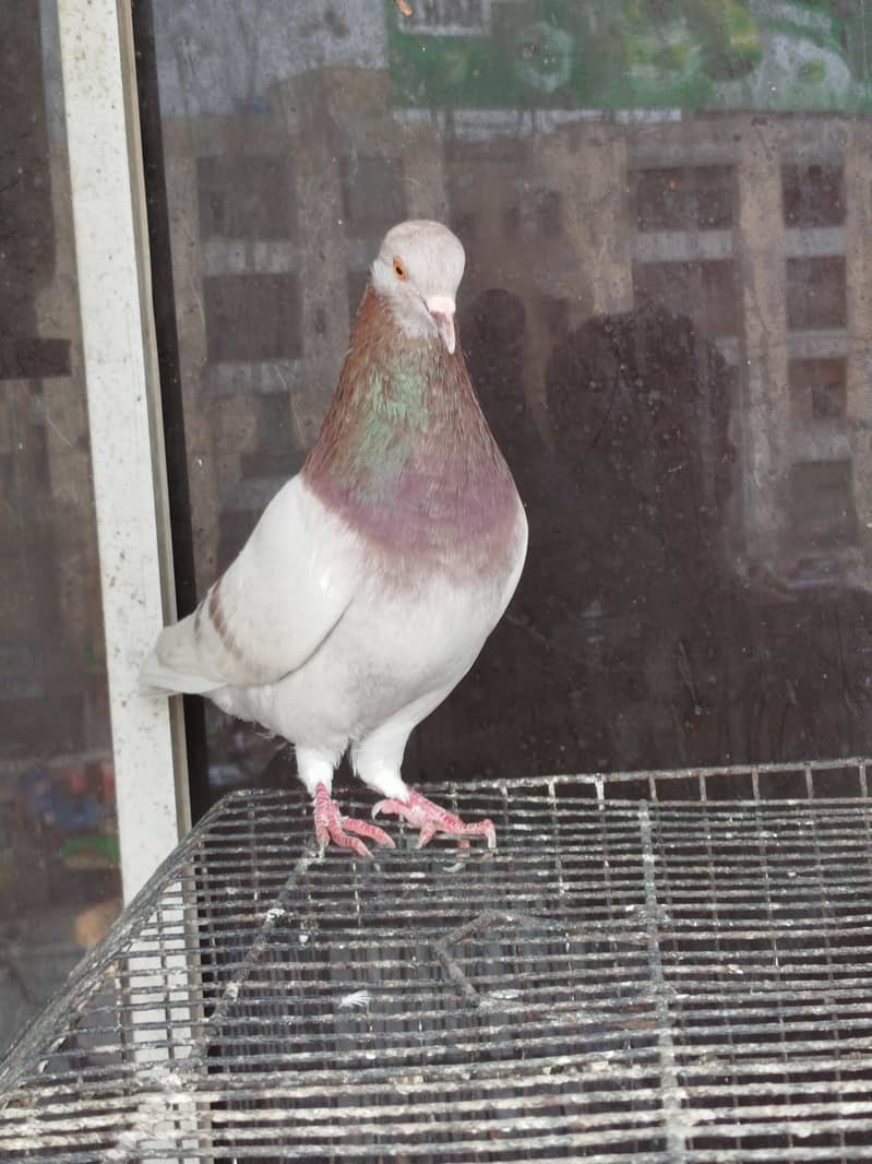 pigeon 1