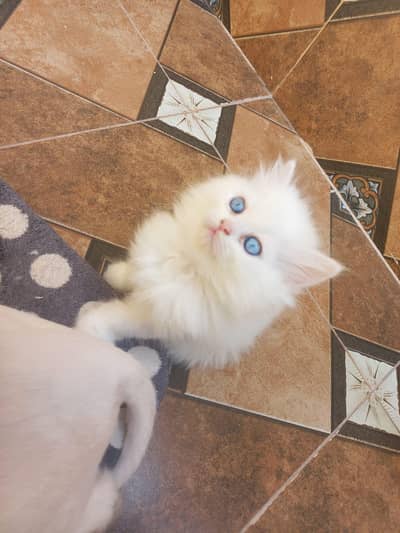 Persian kittens