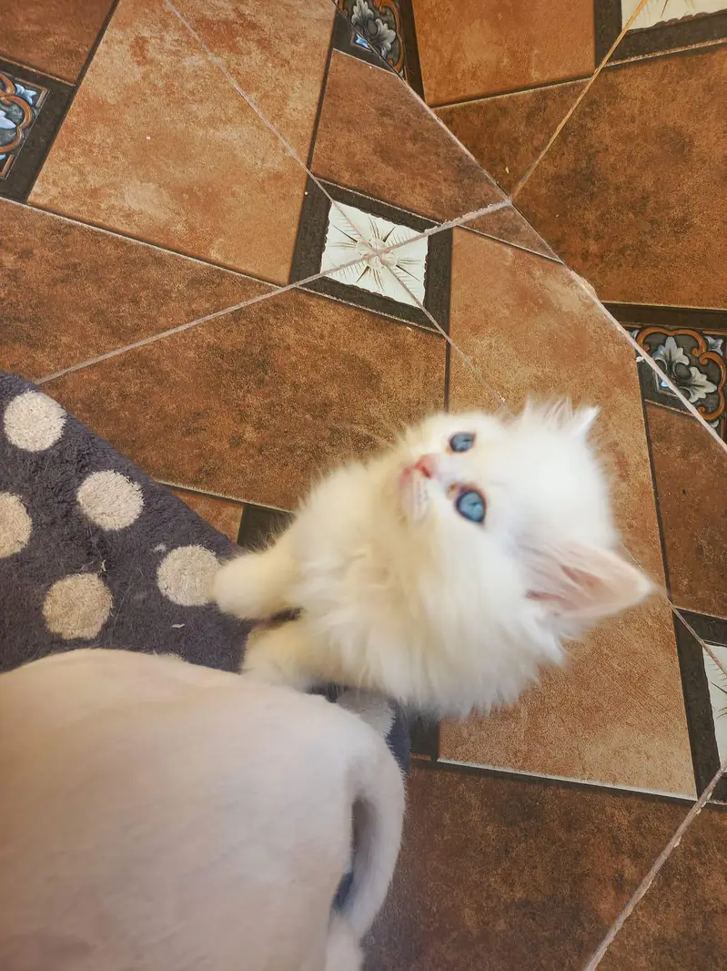 Persian kittens — photo 2