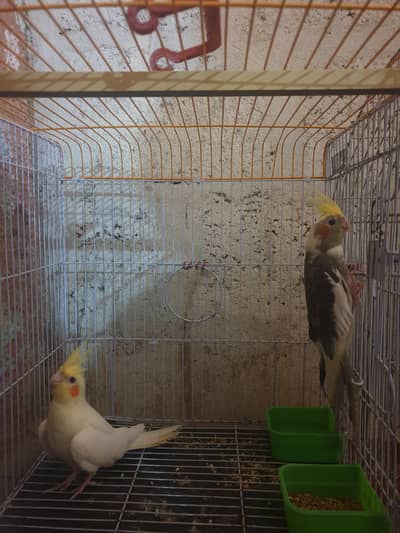 Cockatiel pair with cage and doli