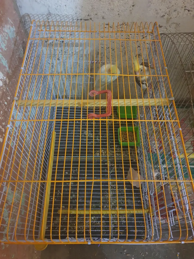 Cockatiel pair with cage and doli — photo 2