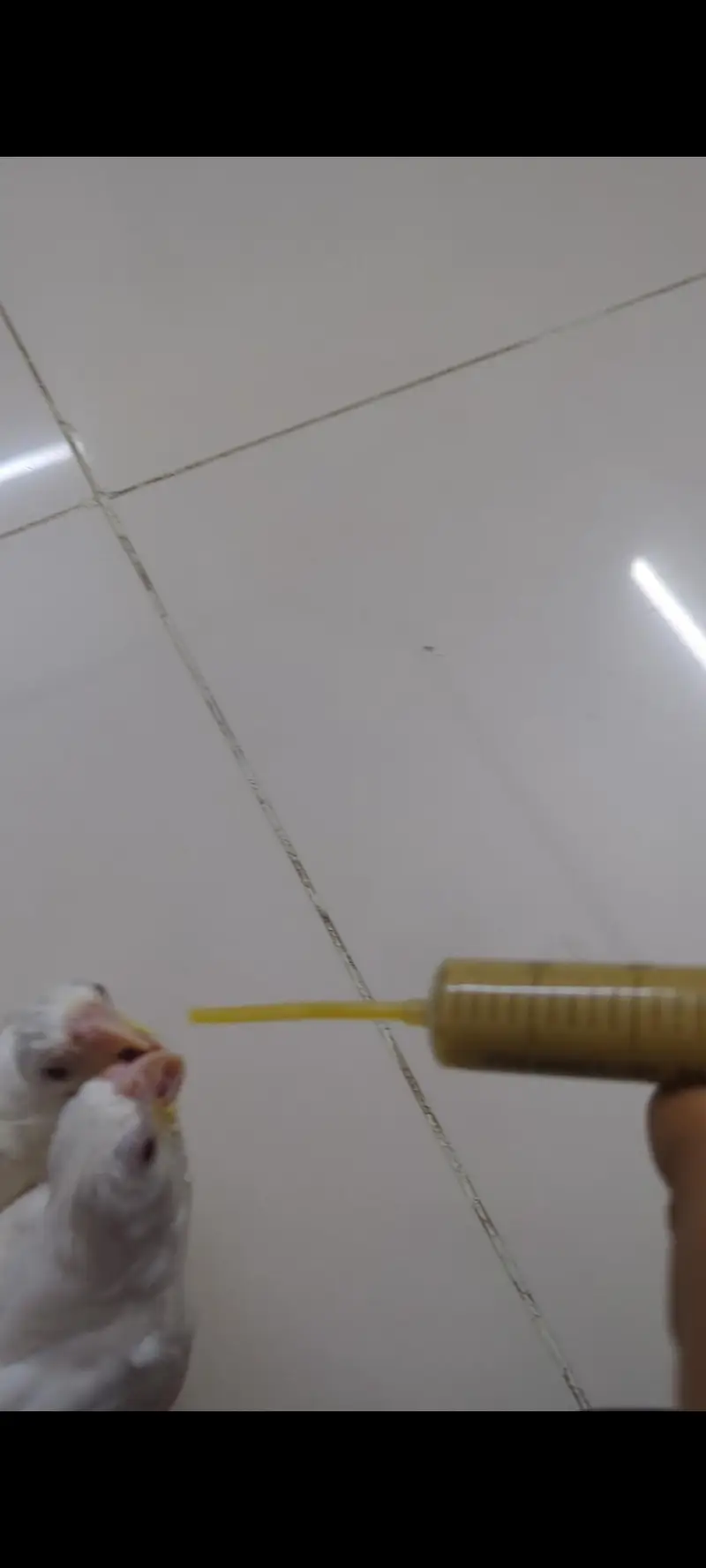 2 enu coctel 2 time handfeed par hin — photo 2