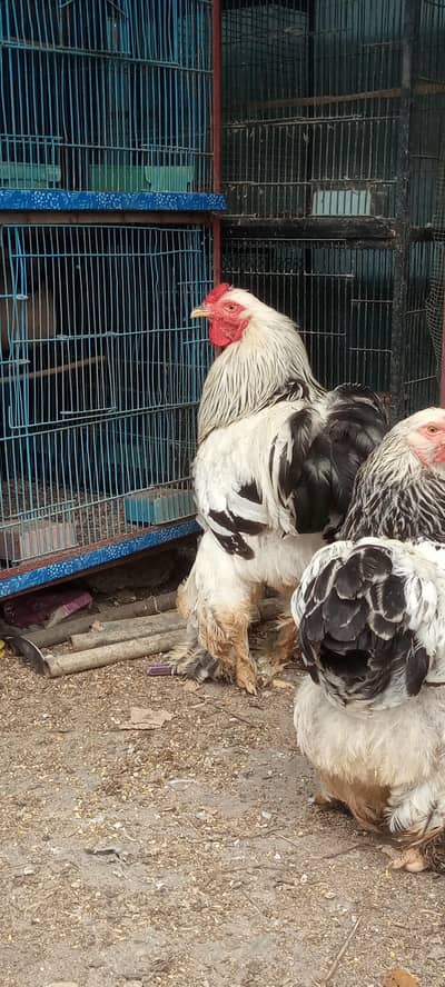 Colombo Brahma