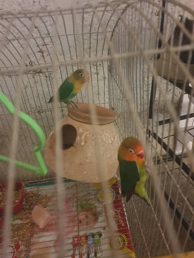 Lovebird Pair with cage and doli