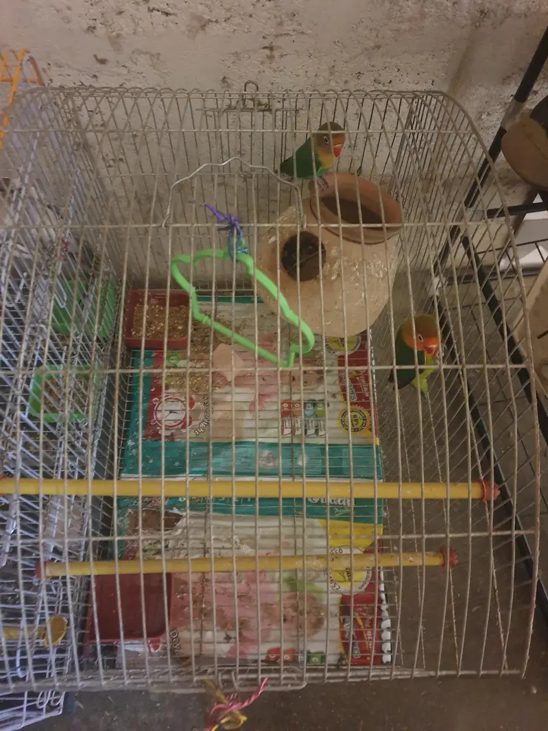 Lovebird Pair with cage and doli — photo 2