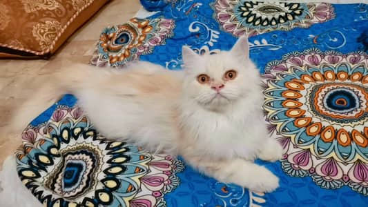 Persian Male & Female Kittens