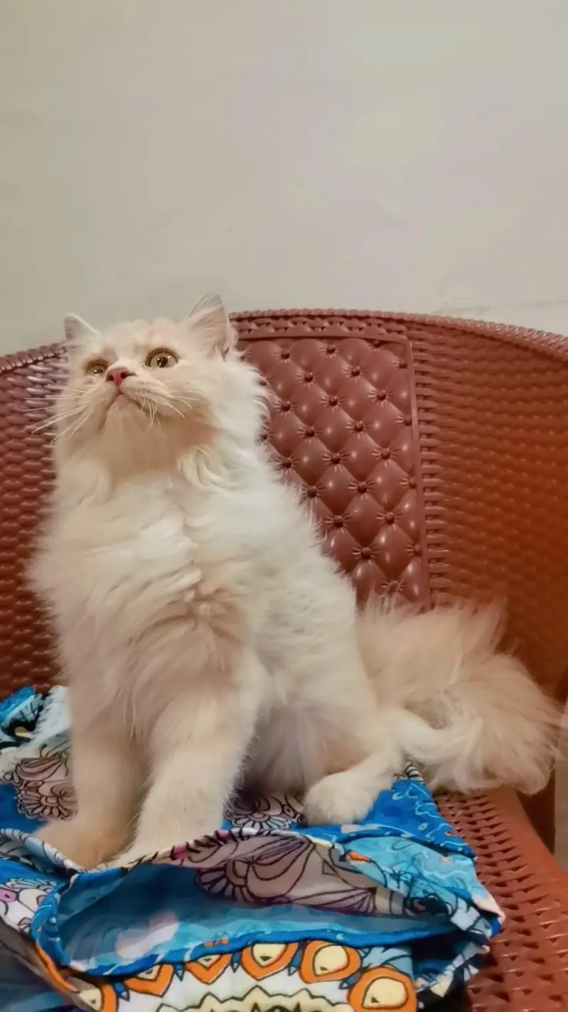 Persian Male & Female Kittens — photo 2